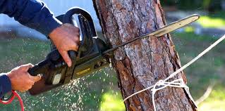 How Our Tree Care Process Works  in  Celina, TN